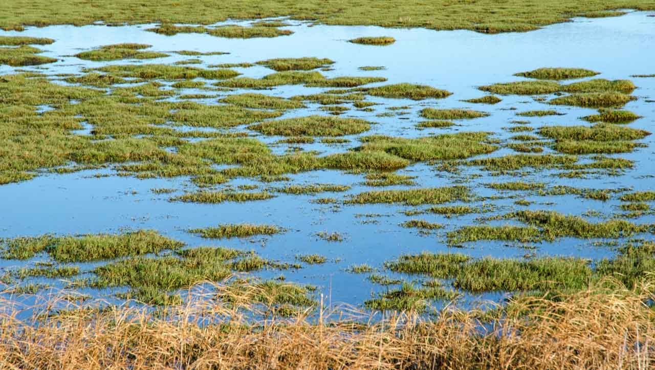 Urgent wetland scheme to lessen effects of new housing developments in ...