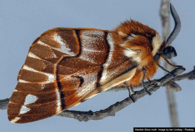 Lepidopterists in Kent head for the woods in UK’s annual Moth Night