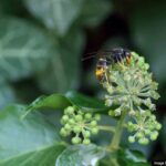 Tackling the invasive Asian Hornet in Folkestone and Dover