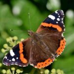 New study reveals how to double butterfly numbers in your garden